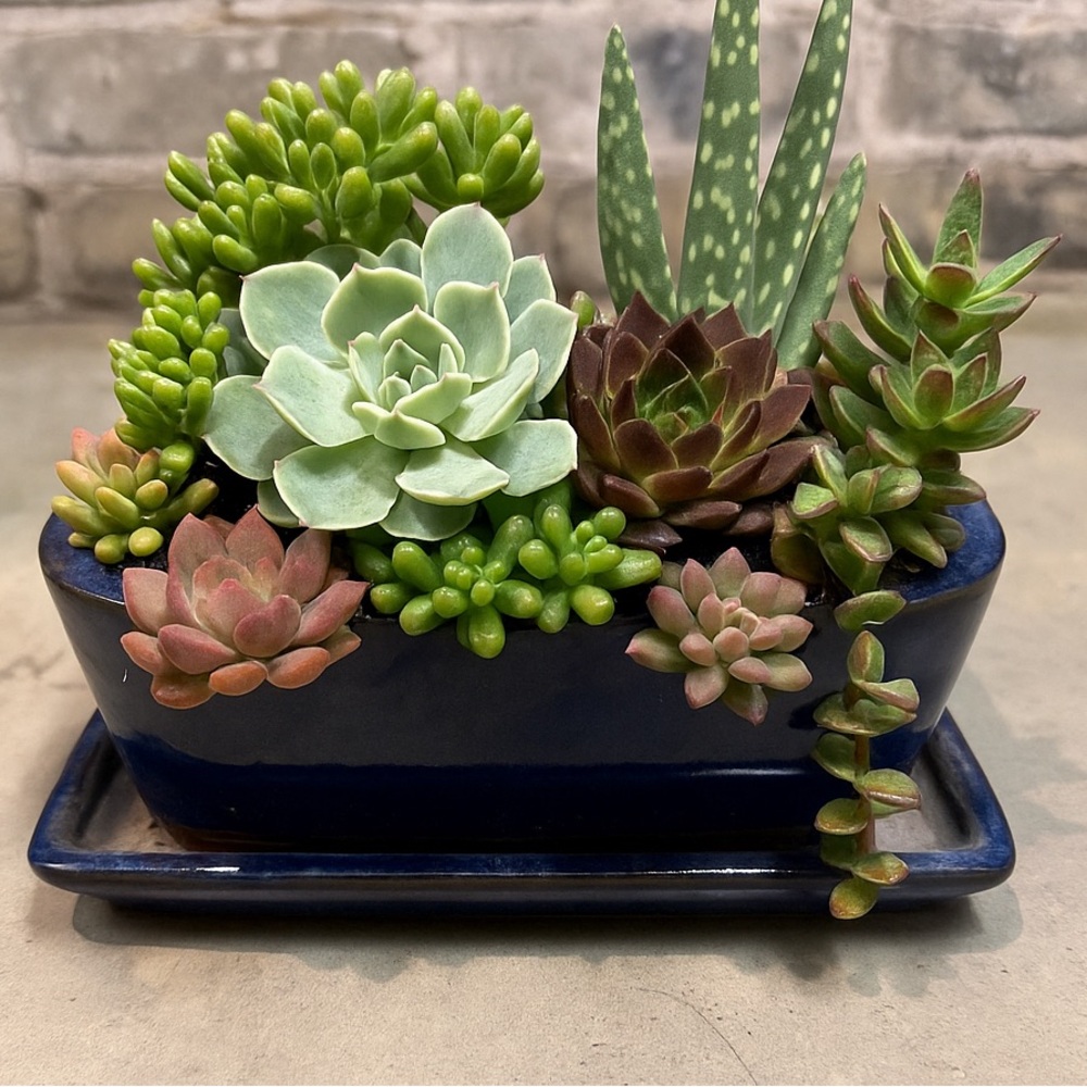 Terracotta succulent bonsai plant dish bowl pot